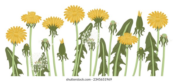 dandelion, field flowers, vector drawing wild plants at white background, floral elements, hand drawn botanical illustration