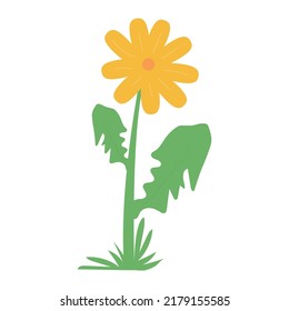 Dandelion. Flat Color vector illustration