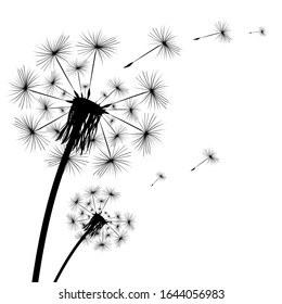 Dandelion flies off fluff isolated on white background, vector illustration
