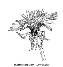 Dandelion. Flover.  A realistic sketch. Thin lines. One color. Vector graphics. Illustration.