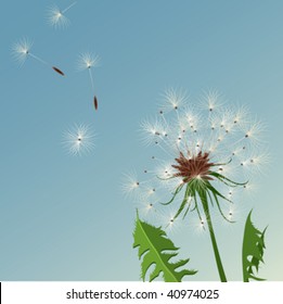 dandelion, flower background