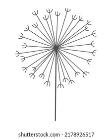 Dandelion flower in black linear style. Nature floral hand drawn stylized decorative blooming silhouette of fluffy seeds flower. Pencil sketched monochrome design element