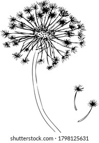 colección de conjunto de dibujos de mano vectorial en blanco y negro de flor de dandelia