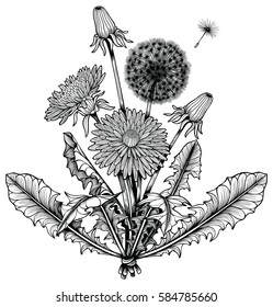 Dandelion flower bouquet. Black and white line art.