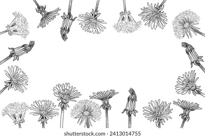 Dandelion flower bouquet hand drawn sketch for drawing book vector illustration isolated on white background