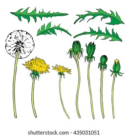 Dandelion flower, bud, leaves vector colorful botanical sketch hand drawn isolated on white, vintage romantic style for greeting card, package cosmetic, page magazines, web sites, wedding invitations