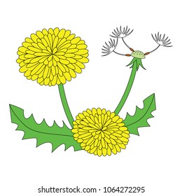 Dandelion flower cartoon. Outlined illustration with thin line black stroke