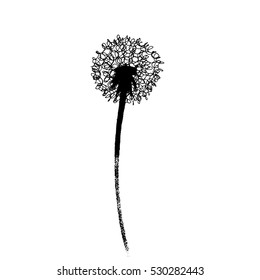 Dandelion flower drawing. Botanical illustration. Vector design 