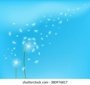 Dandelion flower field over blue sky