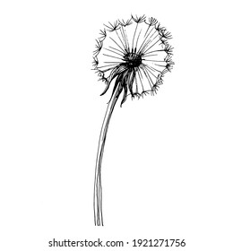 Dandelion flower. Floral botanical Taraxacum. blowball Isolated illustration element. Vector hand drawing wildflower for background, texture, wrapper pattern, frame or border.