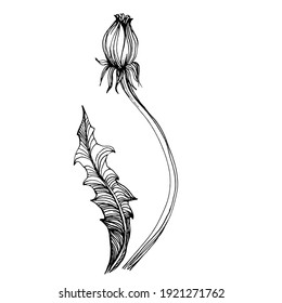 Dandelion flower. Floral botanical Taraxacum. blowball Isolated illustration element. Vector hand drawing wildflower for background, texture, wrapper pattern, frame or border.