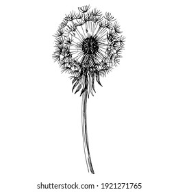 Dandelion flower. Floral botanical Taraxacum. blowball Isolated illustration element. Vector hand drawing wildflower for background, texture, wrapper pattern, frame or border.