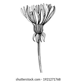 Dandelion flower. Floral botanical Taraxacum. blowball Isolated illustration element. Vector hand drawing wildflower for background, texture, wrapper pattern, frame or border.