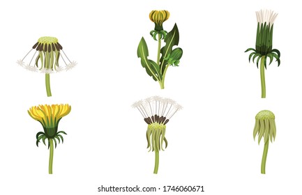 Dandelion Flower with Florets or Flower Heads and Lobed Leaves Vector Set