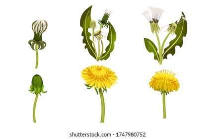 Dandelion Flower with Florets or Flower Heads and Lobed Leaves Vector Set