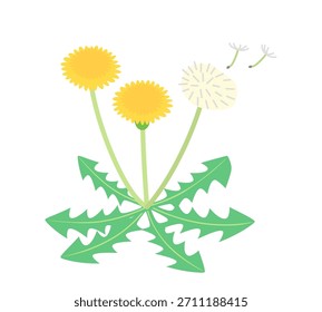 Flor de diente de león e ilustración de pelusa.