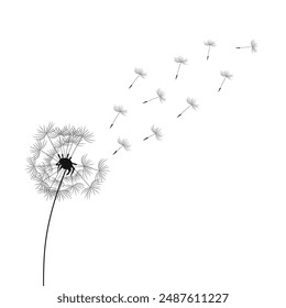 Dandelion flower with flying seeds, black silhouette with flying dandelion buds	