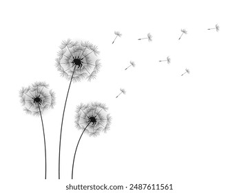 Dandelion flower with flying seeds, black silhouette with flying dandelion buds	