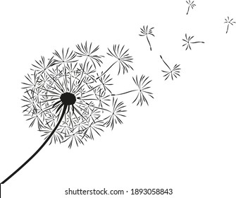 Dandelion flower with flying seeds. Card with abstract flowers, dandelions. The wind blows the seeds of a dandelion. Template for posters, wallpapers, posters.
