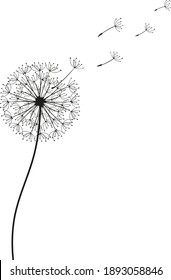 Dandelion flower with flying seeds. Card with abstract flowers, dandelions. The wind blows the seeds of a dandelion. Template for posters, wallpapers, posters.