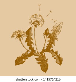 The dandelion Flower with flying seeds. Vector illustration.