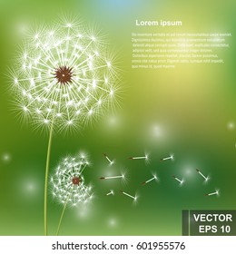 Dandelion. Flower. Fresh air. For your design.