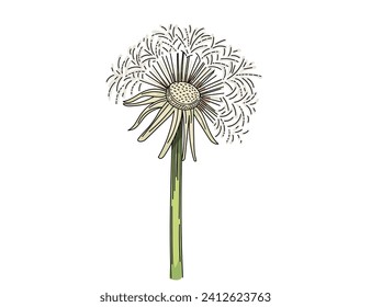 Dandelion flower hand drawn colorful sketch for drawing book vector illustration isolated on white background