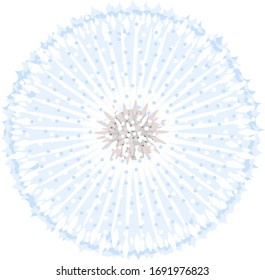 Dandelion flower head composed of numerous small florets isolated, one round light blue closeup flower seedhead with fluffy parachutes ready to blow, part of taraxacum flower plant