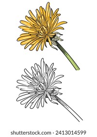 Dandelion flower head hand drawn colorful sketch for drawing book vector illustration isolated on white background