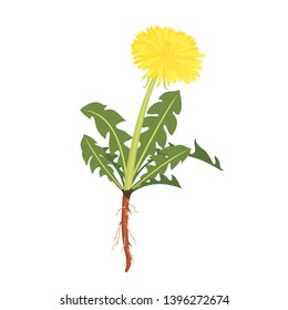 Dandelion flower icon with root in flat style isolated on white background. Medical herb. Vector illustration.