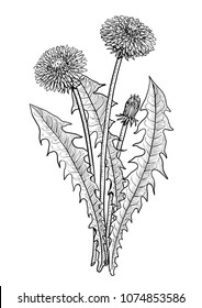 Dandelion flower illustration, drawing, engraving, ink, line art, vector