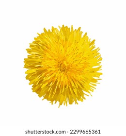 Dandelion flower isolated on white background. Taraxacum flatlay closeup. Vector watercolor illustration.