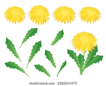 Dandelion flower and leaf illustration material set