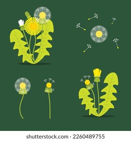 Dandelion flower and leaves set. Flat design vector illustration. 