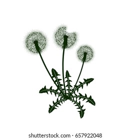 Dandelion flower with leaves, vector illustration.