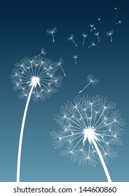 dandelion flower on blue background, silhouette