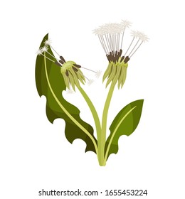 Dandelion Flower on Stem Isolated on White Background Vector Illustration