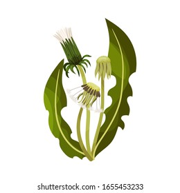 Lüftungsblume auf Stem einzeln auf weißem Hintergrund Vektorillustration Illustration