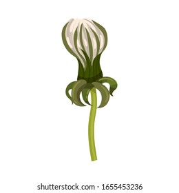 Dandelion Flower on Stem Isolated on White Background Vector Illustration