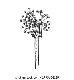 dandelion flower plant sketch engraving vector illustration. T-shirt apparel print design. Scratch board imitation. Black and white hand drawn image.