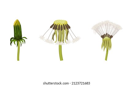 Dandelion Flower with Seedhead with Pappus on Stalk Vector Set