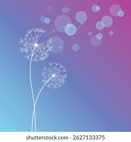 Dandelion flower seeds in blue bokeh background.Hand drawn dandelion flowers .