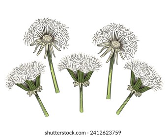 Flor de Dandelion dibujado a mano boceto colorido para la ilustración vectorial del libro de dibujo aislado en fondo blanco