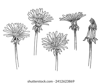 Esbozo dibujado a mano por flor Dandelion para ilustración vectorial de libro de dibujo aislado en fondo blanco