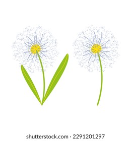 Dandelion flower, Dandelion flower set illustration vector.