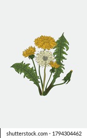 Dandelion flower set. Dandelion life cycle. Dandelion plant for medicine and cookery. 