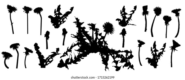 Dandelion flower, set of silhouettes. Vector illustration.