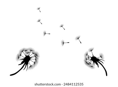 dandelion flower sketch with flying seeds, black silhouette with flying dandelion buds