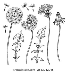 Dandelion flower sketch ink graphic illustration, draft silhouette drawing, black on white line art. Botanical vintage etching design.