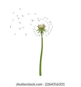 dandelion flower summer cartoon. nature wind, plant spring, blossom floral seed, fluffy, growth, blowing white, decoration meadow dandelion flower summer vector illustration